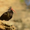Ibis skalni - Geronticus eremita - Waldrapp - Bald Ibis 5826